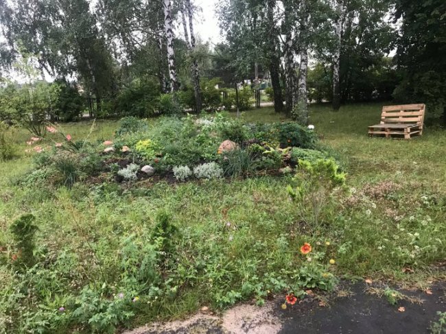 У селі Світязь вчителька хімії створює дендропарк. ФОТО