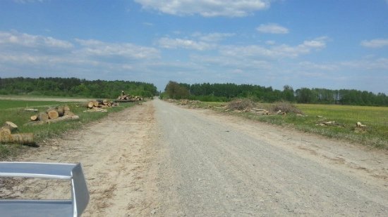 У Ковельському районі незаконно вирубали дерева вздовж дороги?