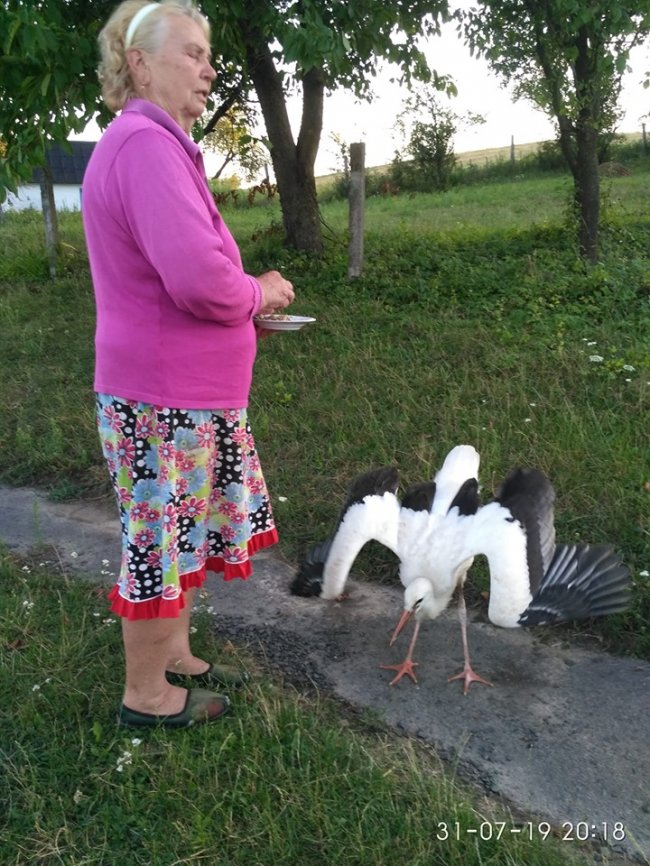 Небайдужі волиняни врятували двох хворих лелек