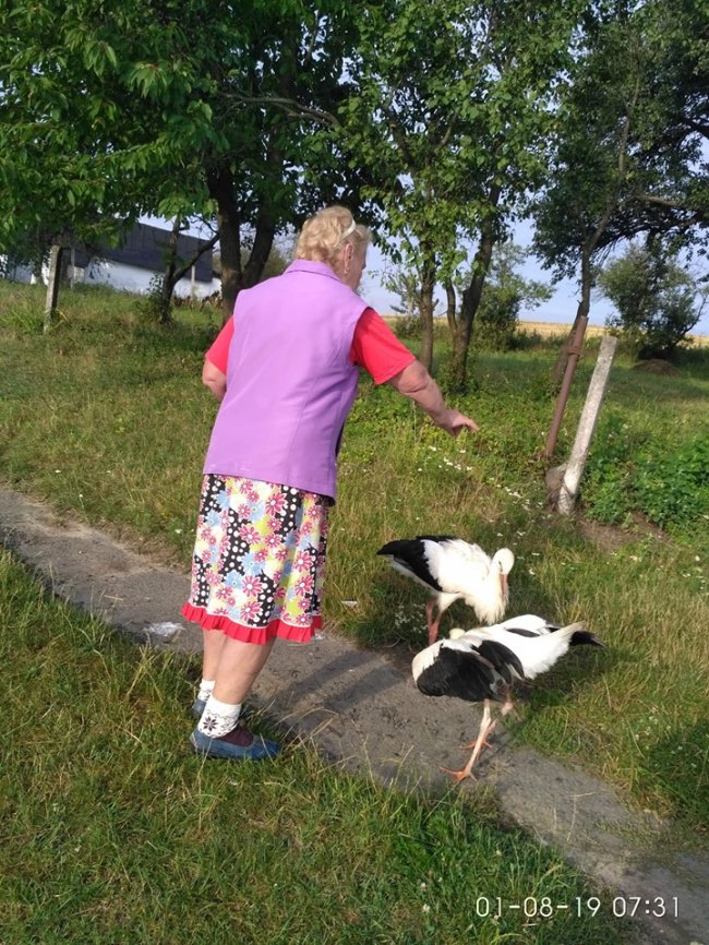 Небайдужі волиняни врятували двох хворих лелек