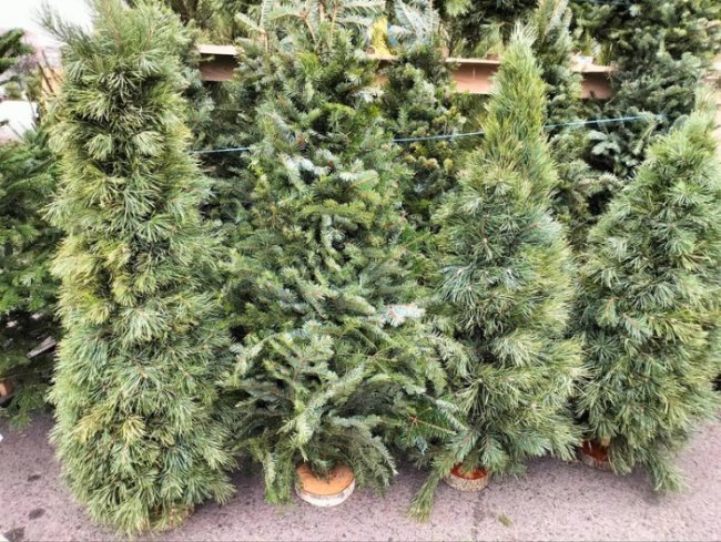 У Луцьку запрацювали ялинкові ярмарки: скільки коштує атрибут свята. ВІДЕО