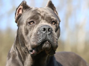 На Донеччині собаки загризли 34-річного чоловіка 