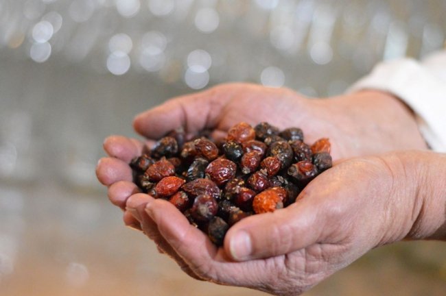 Із позначкою «органік»: березовий сік з Волині п'ють навіть у США. ФОТО