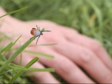 Кліщі атакують: де на Волині – осередок небезпечної хвороби