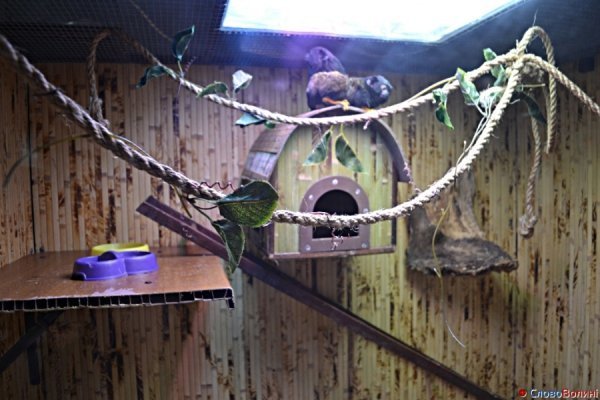 У Луцьку ‒ виставка мавп. ФОТО. ВІДЕО