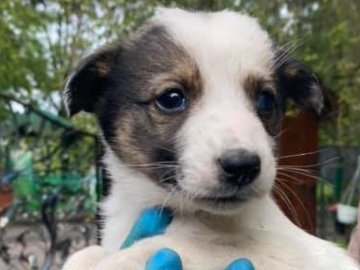 У Луцький зоопарк підкинули цуценят: зараз їм шукають нову домівку