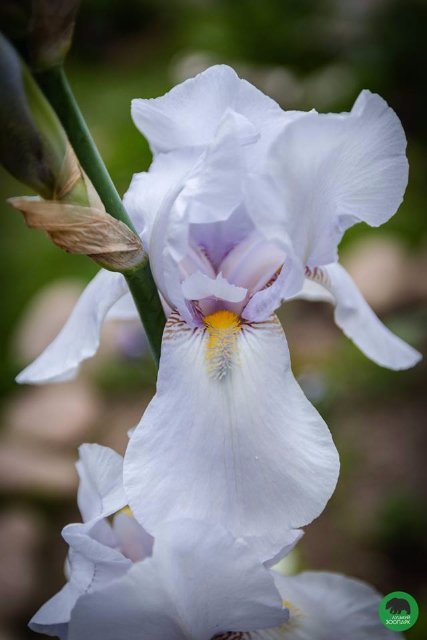 Квіти Луцького зоопарку: 37 дивовижних фото