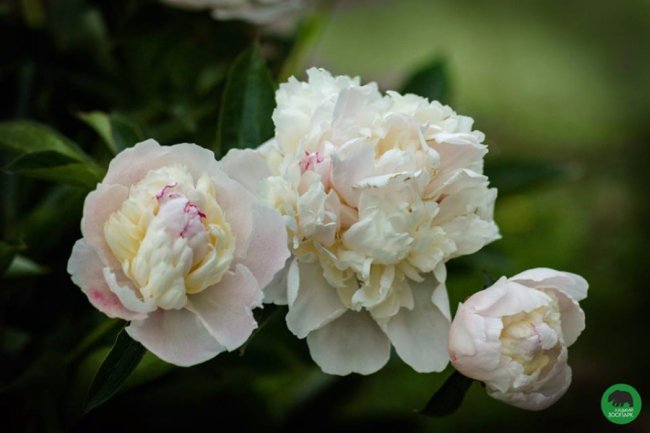 Квіти Луцького зоопарку: 37 дивовижних фото