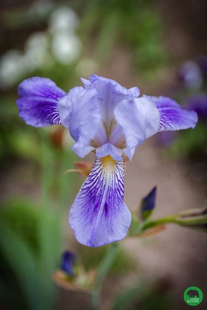 Квіти Луцького зоопарку: 37 дивовижних фото