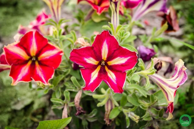 Квіти Луцького зоопарку: 37 дивовижних фото