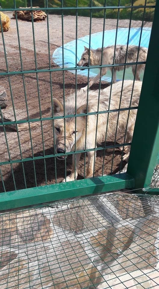 Вольєри без кордонів: чим відрізняється Одеський біопарк від Луцького зоопарку. ФОТО