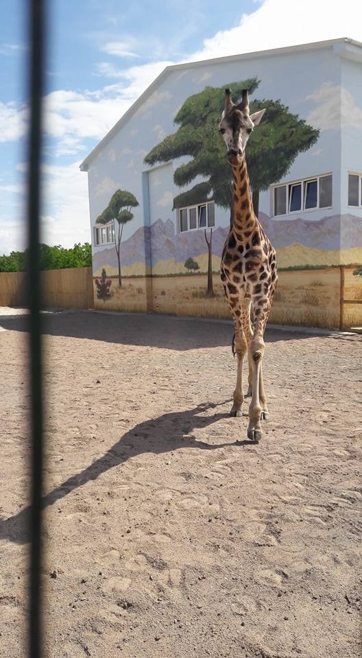 Вольєри без кордонів: чим відрізняється Одеський біопарк від Луцького зоопарку. ФОТО