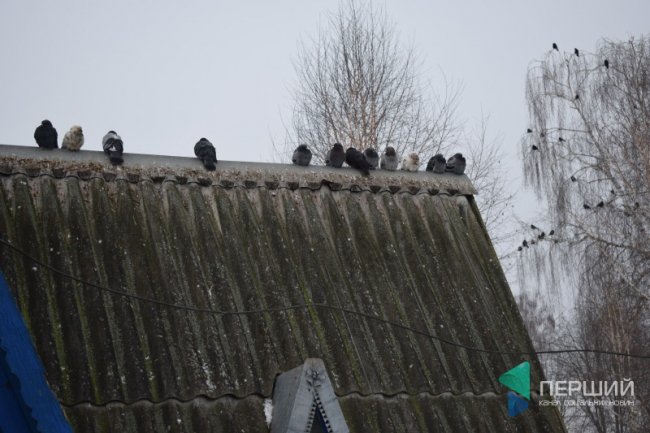 Куди в Луцьку можна здати ялинку, щоб вона принесла користь