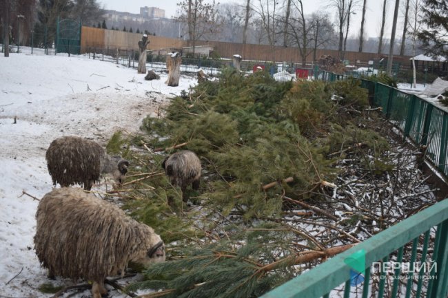 Куди в Луцьку можна здати ялинку, щоб вона принесла користь