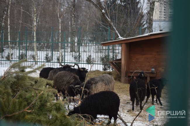 Куди в Луцьку можна здати ялинку, щоб вона принесла користь