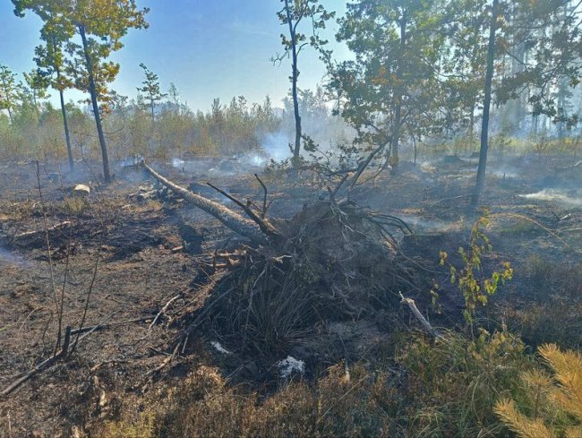 На Волині третю добу поспіль гасять лісову пожежу. ВІДЕО
