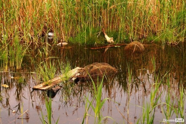У Луцьку величезне сміттєзвалище «не помічають» більше 10 років