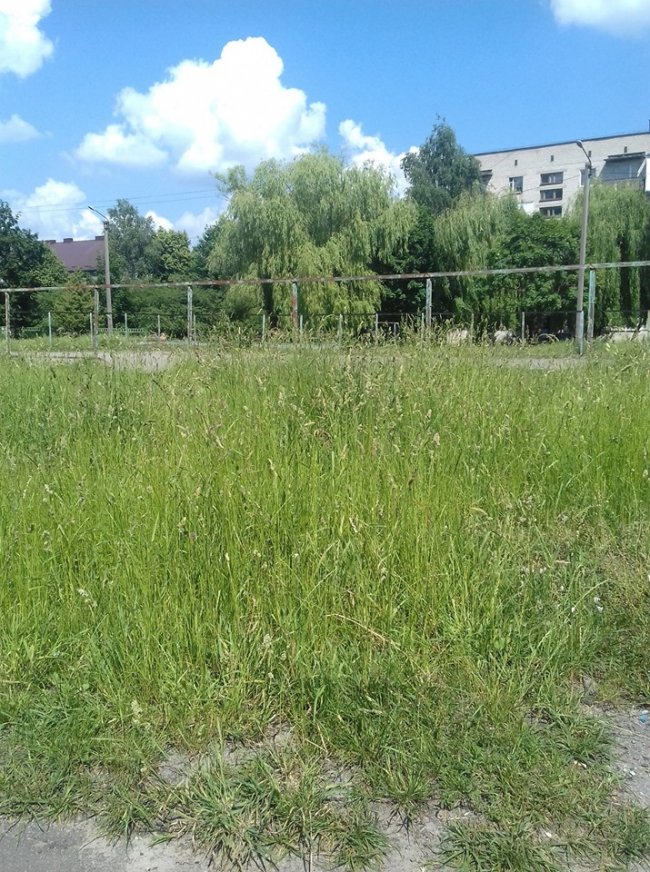 «Суцільний чагарник», – волинянка про своє місто. ФОТО