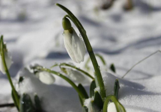 У місті на Волині зацвіли підсніжники. ФОТО