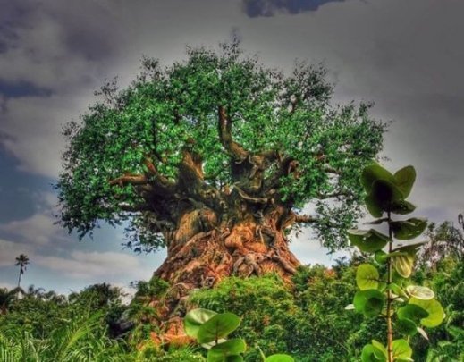 Містичне африканське дерево виявилася муляжем з парку Disney