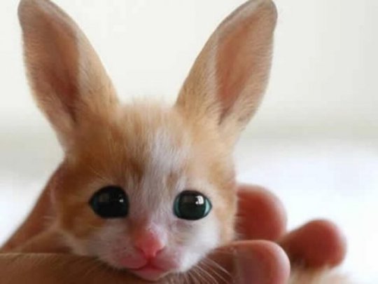 Кролик-мутант вийшов з фото звичайного кошеняти