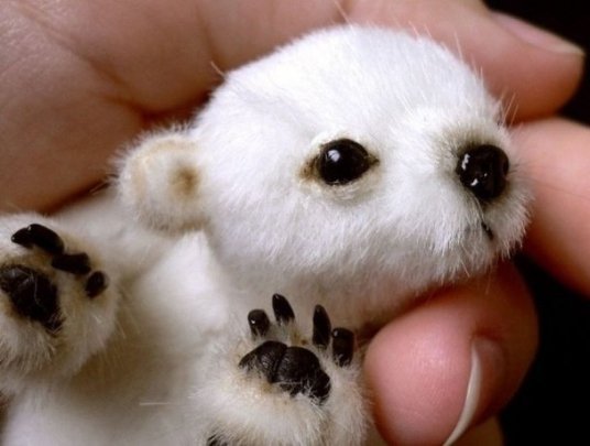 Дитинча білого ведмедя - усього лише збільшений знімок іграшки