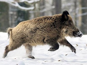 На Волині судили водія, який збив дикого кабана