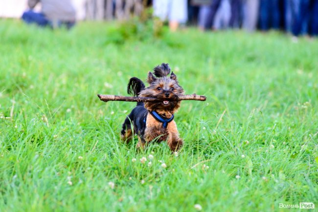 Як у Луцьку відбувся «Kvartal FEST». ФОТОРЕПОРТАЖ