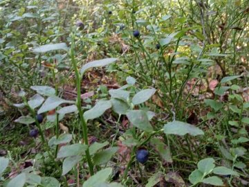 На Волині вдруге за сезон дозріли чорниці