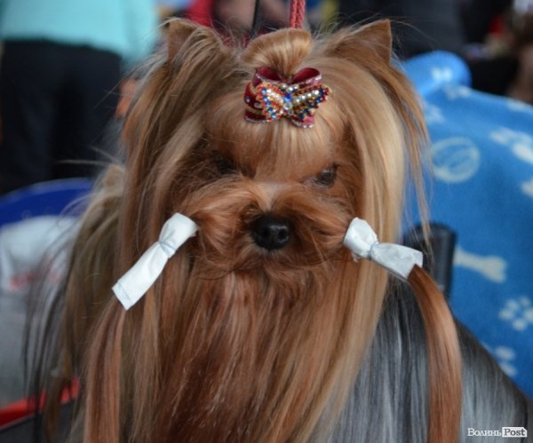 У Луцьку ‒ виставка собак. ФОТО