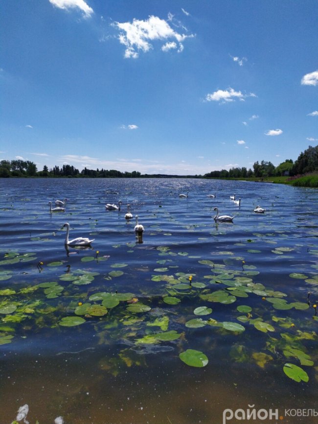 На волинському водосховищі оселилися лебеді. ФОТО