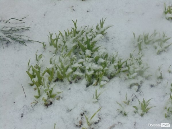 Луцьк засипає снігом. ФОТО