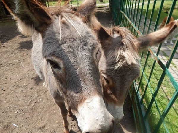 У зоопарку Луцька віслючиха «відгуляла» день народження. ФОТО