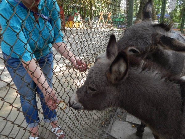 У зоопарку Луцька віслючиха «відгуляла» день народження. ФОТО