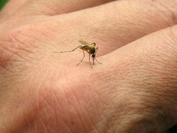 Як швидко вилікувати укуси комарів: 5 корисних порад