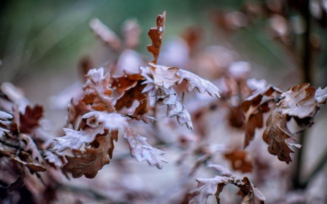 Весна у лісі на Волині. ФОТО