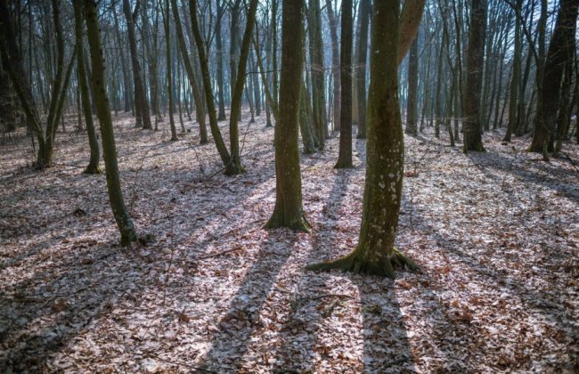 Весна у лісі на Волині. ФОТО