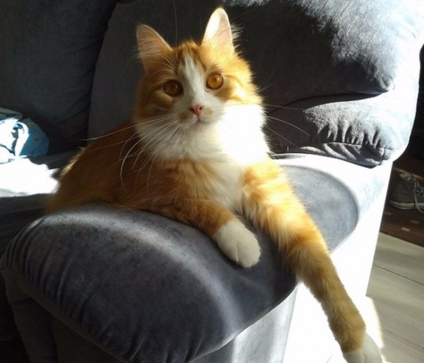 Котик-герой Сімба