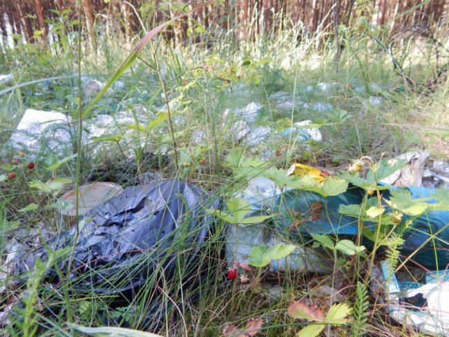 Вандали перетворюють волинські ліси на сміттєзвалища