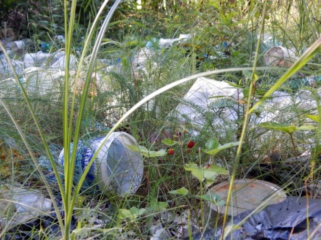 Вандали перетворюють волинські ліси на сміттєзвалища