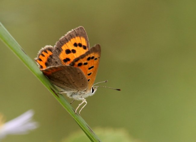 Волинський фотограф «упіймав» метеликів в об'єктив камери. ФОТО