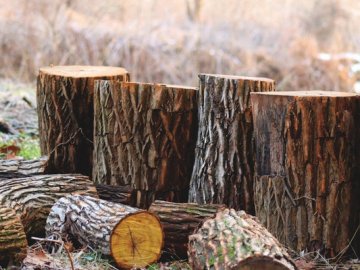 Волинянин, який незаконно рубав дерева, заплатить понад 108 тисяч гривень шкоди