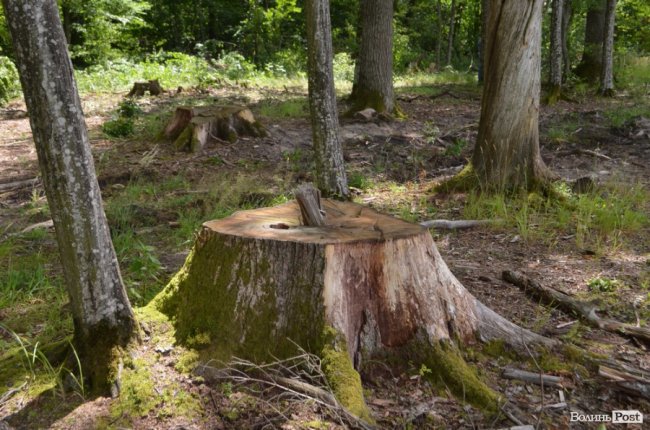 Цуманська пуща