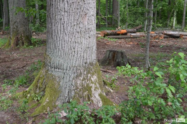 Цуманська пуща