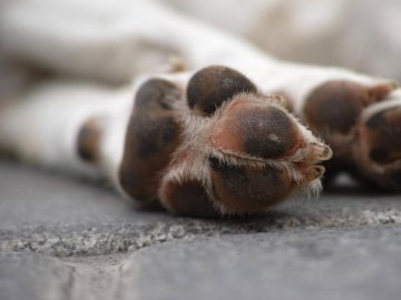 21-річного волинянина судили за жорстоке вбивство сусідської собаки