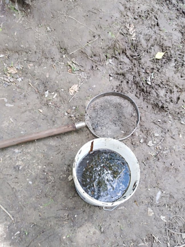 Луцькі рибалки спільно з патрулем переселили понад 80 кілограмів малька. ФОТО