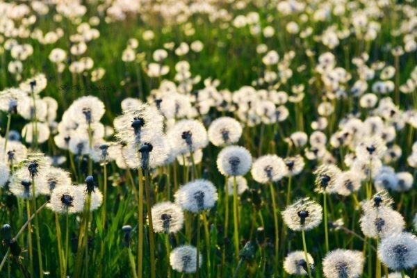 Фотовиставка Ольги Кошелєвої