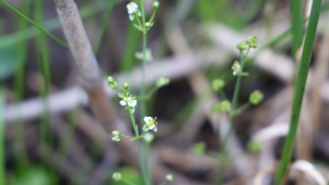На одному з волинських озер науковці виявили червонокнижну рослину