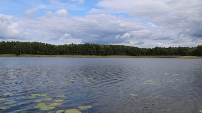 На одному з волинських озер науковці виявили червонокнижну рослину