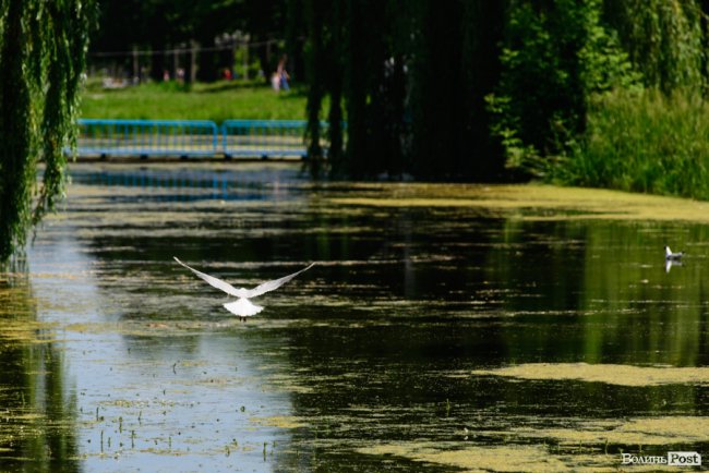 Літній день у центральному парку Луцька. ФОТОРЕПОРТАЖ